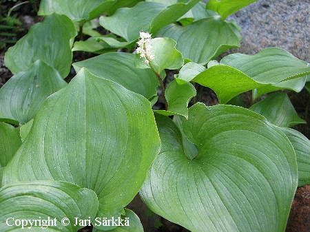 Maianthemum dilatatum